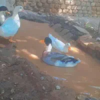 14تااردک محلی بالغ قیمت عالی|حیوانات مزرعه|فاضل آباد, |دیوار