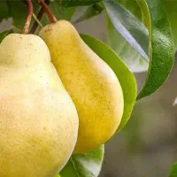 شروع پیش فروش نهال گلابی شاه میوه|خدمات باغبانی و درختکاری|ایزدشهر, |دیوار