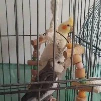 یک جفت عروس هلندی
