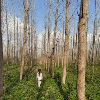 4000متر زمین باغی با چوب 6ساله