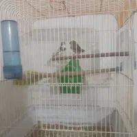 فروش یه جفت فنچ یا معاوضه با مرغ عشق دستی