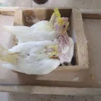 جوجه عروس|پرنده|شهرضا, |دیوار