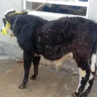 گوساله|حیوانات مزرعه|بیستون, |دیوار