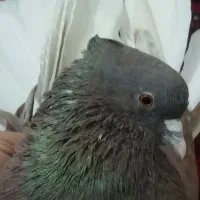 کفتر سرخ کاکلی ..