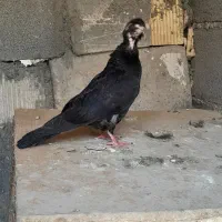 پرشی|پرنده|ایذه, |دیوار