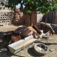 دو راس میش بره دار