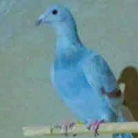 یازده  عدد مسافتی درجه یک|پرنده|سراوان, |دیوار