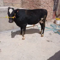 گوساله نر گوشتی