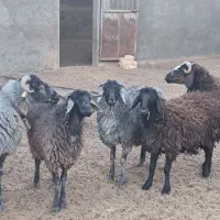 میش‌‌شاخی‌بره‌ماده‌گوسفندشیشک‌‌‌قوچ‌‌گله‌‌‌