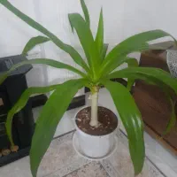 گل شاداب