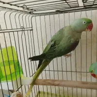 شاه طوطی ماده