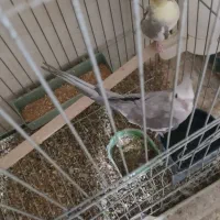 عروس هلندی جفت|پرنده|اردکان, |دیوار