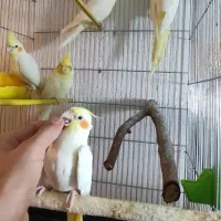 لوتینو زعفرونی تاج بلند با کیفیت جفتی و تکی|پرنده|شاهینشهر, فیض|دیوار