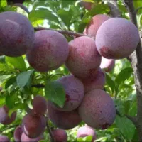 زمین باغی محوطه سازی شده پر از میوه و درخت|فروش زمین و ملک کلنگی|رشت, حومه رشت|دیوار