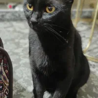 واگذاری رایگان گربه|گربه|تهران, مینای شمالی (مخبر)|دیوار