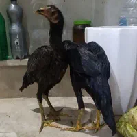 مرغ لاری