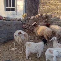 میش جوان|حیوانات مزرعه|سرایان, |دیوار