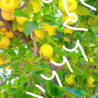 فروش خط شمال رندد قدیمی