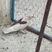 کبوتر گمشده|پرنده|قم, انصار‌الحسین|دیوار