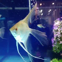 ماهی آنجل باله بلند وکالر ویدو