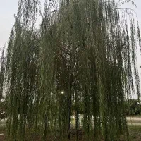 درخت بید و اکالیپتوس و انواع درخت