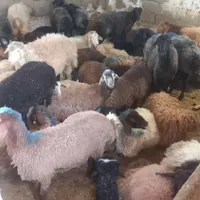 گوسفند زنده تمام نقاط کرج|حیوانات مزرعه|کرج, شهرک گلها|دیوار