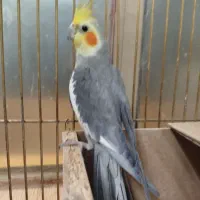 نر و ماده جوجه داده