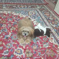 سگ شیتزو سوپرفلت