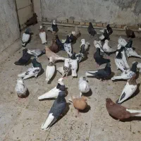 دسته کبوتر رنگی تعداد ۵۰|پرنده|اهواز, شهرک حفاری|دیوار