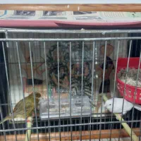 قناری رسمی بلند ورسمی|پرنده|نوشهر, |دیوار