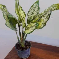 گل دیفن باخیا|گل و گیاه طبیعی|زابل, |دیوار