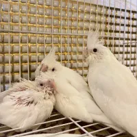 عروس آلبینو سرلاکی