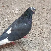 ۹۵۰ تومان کلش|پرنده|گرگان, |دیوار