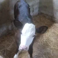 گوساله