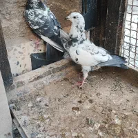 مجسمه کبوتر زنده|پرنده|طبس, |دیوار