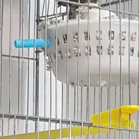 یه جفت گلبسر وقناری موزاییکی سرجفت