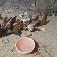 جوجه محلی سیستانی