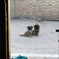 پنج عدد توله کمیاب پیکینز نر و ماده|سگ|اهواز, کیانپارس |دیوار