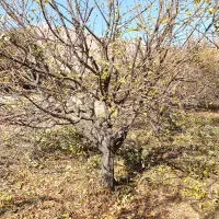 هرس انواع درخت تخصصی مهندسی