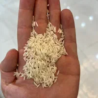 برنج تنظیم بازار