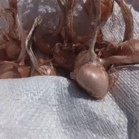 خوردنی،اشامیدنی