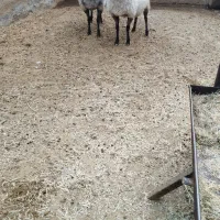 شیشک رومانف|حیوانات مزرعه|پاکدشت, پارچین|دیوار