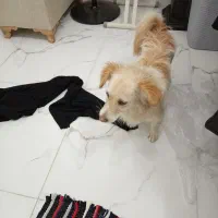 واگذاری پامر اشپیتز|سگ|مشهد, کشف|دیوار