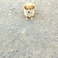 سلام معاوضه سگ با کفتر|سگ|مشهد, رده|دیوار