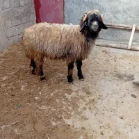 فروش شیشک قوچ