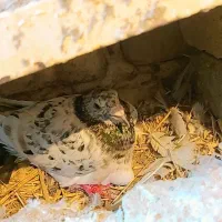 کبوتر سار مال