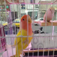 طوطی برزیلی جفت زیبا