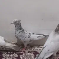 ۱۰تا گفتر پرنده