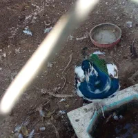 طاووس هندی ابلغ و مصری|پرنده|تاکستان, |دیوار