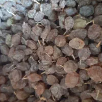 کشمش دانه درشت دست چین شیره اصل مخصوص